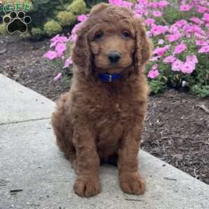 King, Goldendoodle Puppy