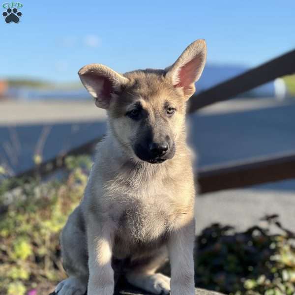 Samuel, German Shepherd Puppy