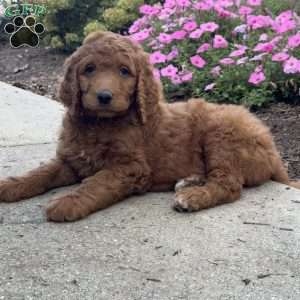 King, Goldendoodle Puppy
