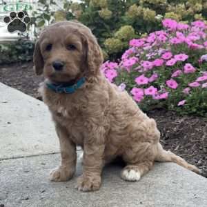 Krista, Goldendoodle Puppy