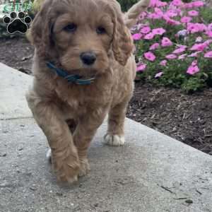 Krista, Goldendoodle Puppy