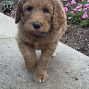 Krista, Goldendoodle Puppy