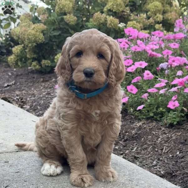 Krista, Goldendoodle Puppy