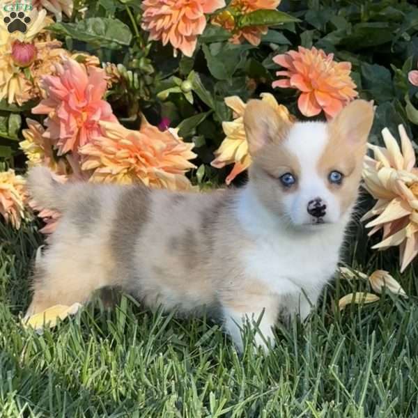 Winnie, Pembroke Welsh Corgi Puppy