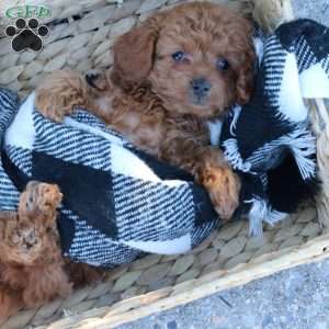 Layla, Toy Poodle Puppy