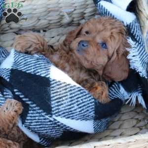 Layla, Toy Poodle Puppy