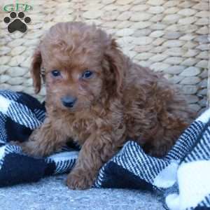 Layla, Toy Poodle Puppy