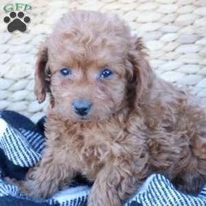 Layla, Toy Poodle Puppy