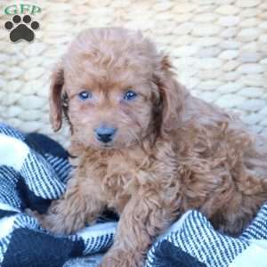 Layla, Toy Poodle Puppy