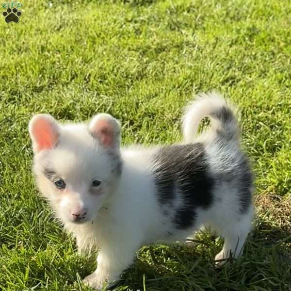 Willow, Pembroke Welsh Corgi Puppy