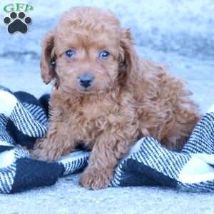 Layla, Toy Poodle Puppy