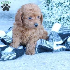 Layla, Toy Poodle Puppy