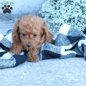 Layla, Toy Poodle Puppy