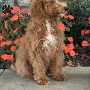 Bambi, Goldendoodle Puppy