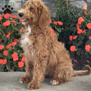 Bambi, Goldendoodle Puppy