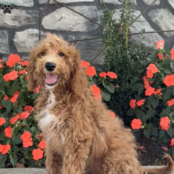 Bambi, Goldendoodle Puppy