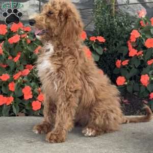 Bambi, Goldendoodle Puppy
