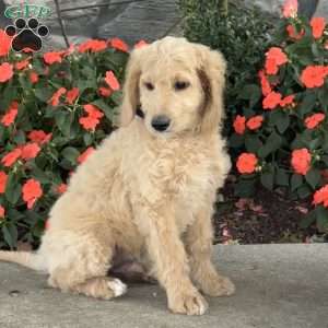 Axel, Mini Goldendoodle Puppy