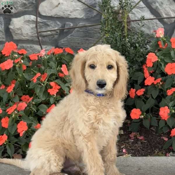 Axel, Mini Goldendoodle Puppy