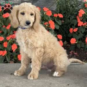 Axel, Mini Goldendoodle Puppy