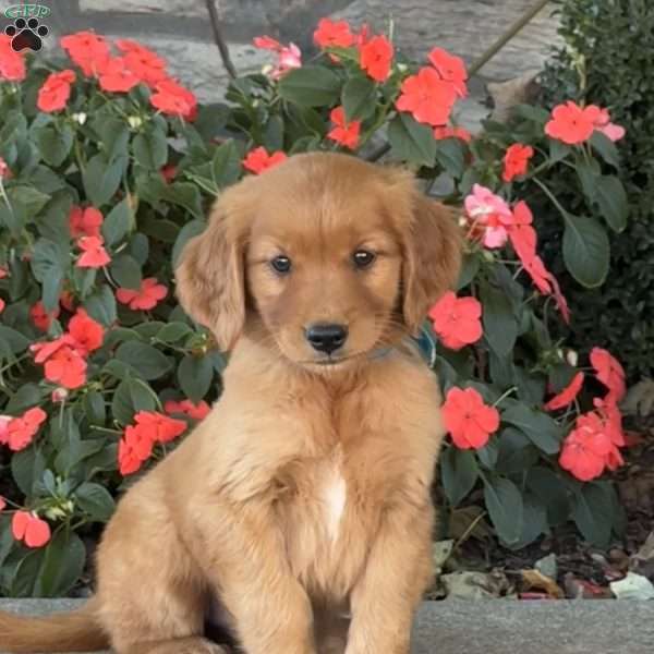 Chip, Golden Retriever Puppy