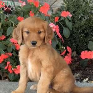 Chip, Golden Retriever Puppy