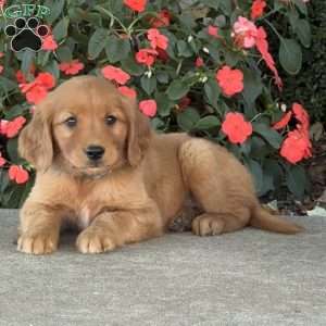 Chip, Golden Retriever Puppy