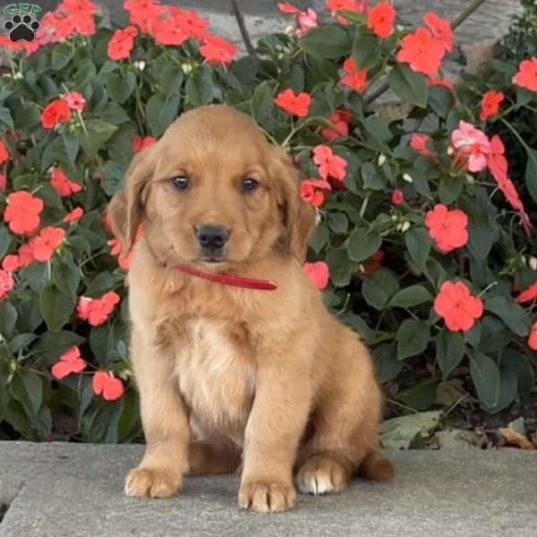 Cupcake, Golden Retriever Puppy