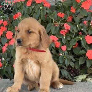 Cupcake, Golden Retriever Puppy