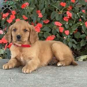 Cupcake, Golden Retriever Puppy