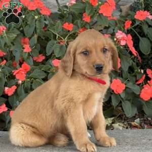 Cupcake, Golden Retriever Puppy