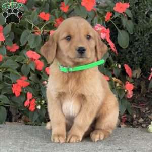 Cookie, Golden Retriever Puppy