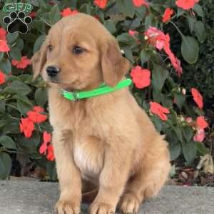 Cookie, Golden Retriever Puppy