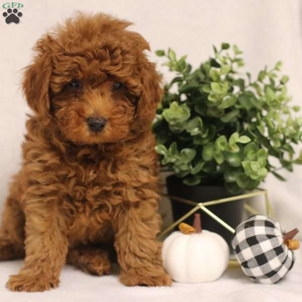 Laker, Toy Poodle Puppy
