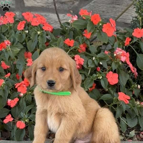 Cookie, Golden Retriever Puppy