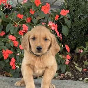 Cheddar, Golden Retriever Puppy