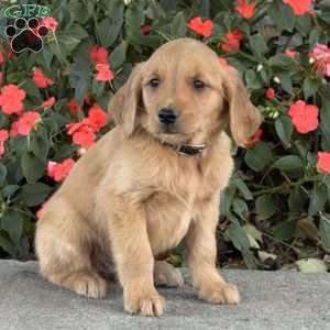 Cheddar, Golden Retriever Puppy