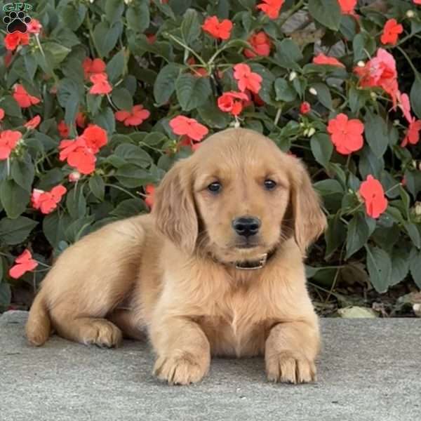 Cheddar, Golden Retriever Puppy