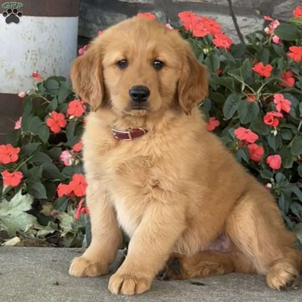 Hogan, Golden Retriever Puppy