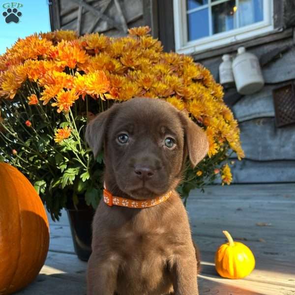 Hans, Chocolate Labrador Retriever Puppy