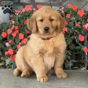 Hogan, Golden Retriever Puppy