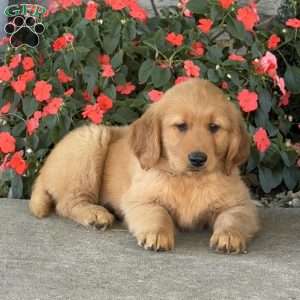 Hogan, Golden Retriever Puppy