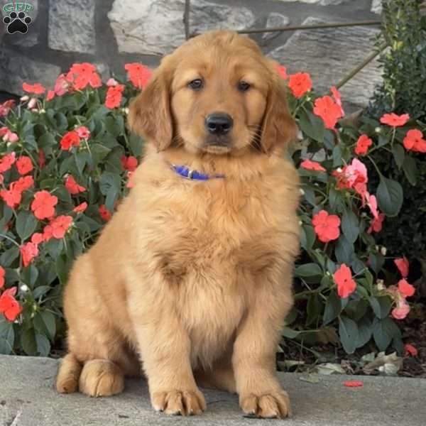 Honeybear, Golden Retriever Puppy