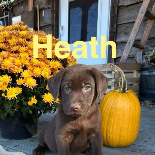 Heath, Chocolate Labrador Retriever Puppy