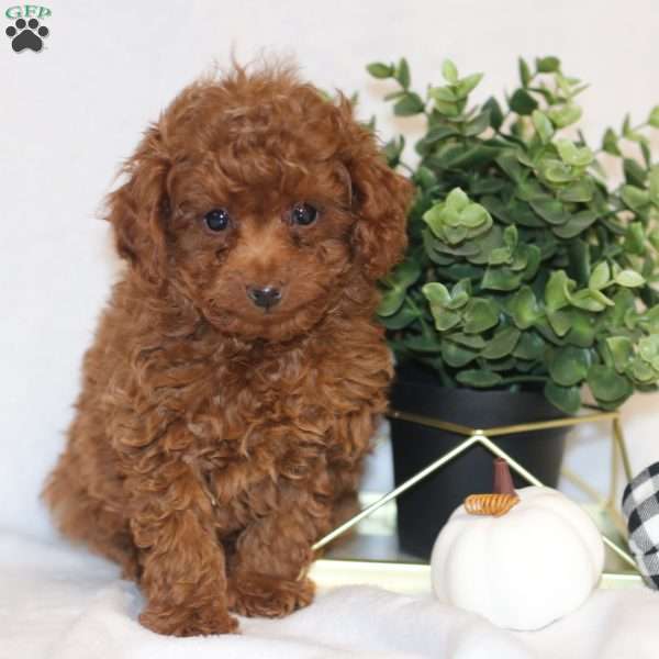 Lalos, Toy Poodle Puppy