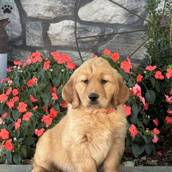 Huckleberry, Golden Retriever Puppy