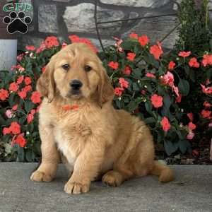 Huckleberry, Golden Retriever Puppy