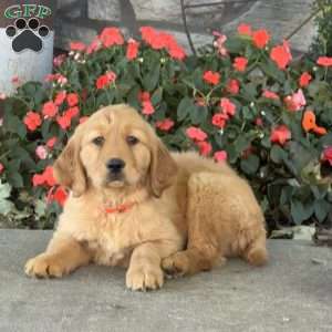 Huckleberry, Golden Retriever Puppy