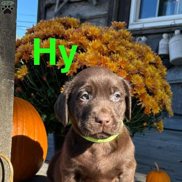 Hy, Chocolate Labrador Retriever Puppy