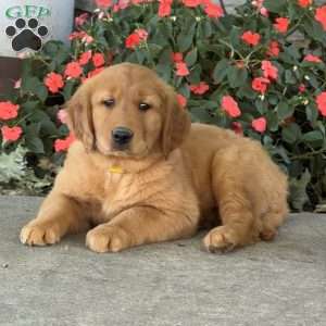 Hooch, Golden Retriever Puppy